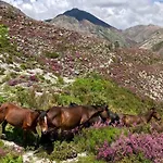 Bravia Semesterbostad *