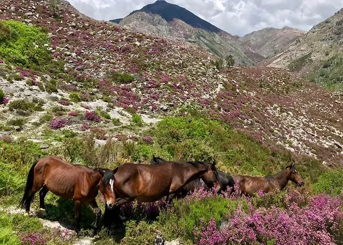 Bravia Σπίτι διακοπών *