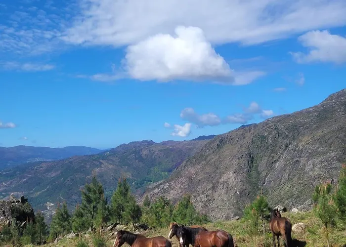 Bravia Holiday home *